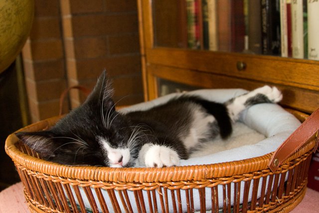 Misha_2008-07-11_IMG_0240